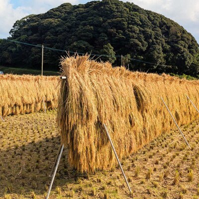【令和7年産】福岡県 糸島市産 白米ヒノヒカリ (掛け干し米)5kg [AVQ005]