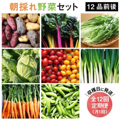 【全12回定期便】【糸島産】 朝採れ野菜 セット(12品 前後) [AGE026]