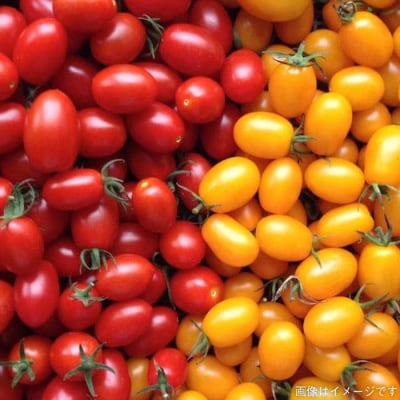 【全12回定期便】【糸島産】 朝採れ野菜 セット(12品 前後) [AGE026]