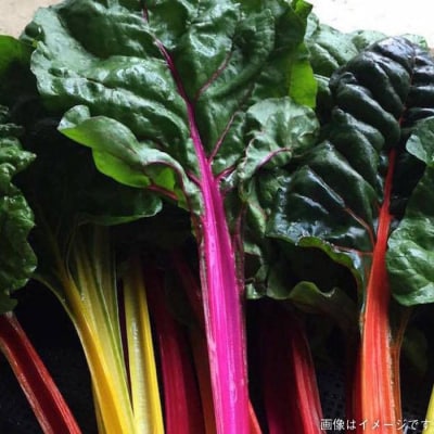 【全12回定期便】【糸島産】 朝採れ野菜 セット(12品 前後) [AGE026]