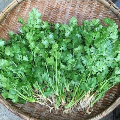 糸島産 パクチー 600g ( 100g × 6袋 )  [AFD001]