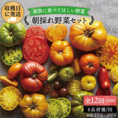 【全12回定期便】朝採れ野菜セット (8品前後) [AGE012]