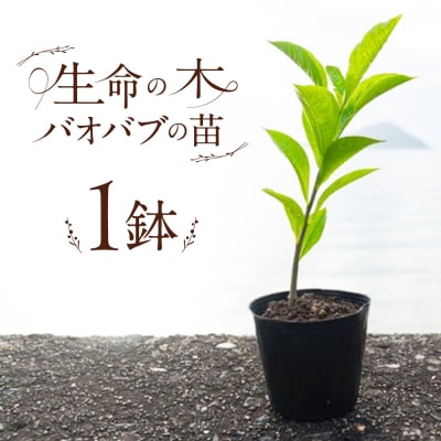 バオバブの苗 糸島市 / バオバブ・サンライズ 植物 苗 [AJR001]