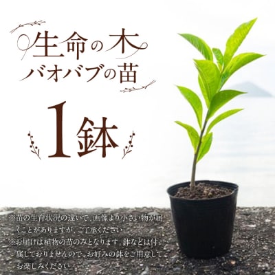 バオバブの苗 糸島市 / バオバブ・サンライズ 植物 苗 [AJR001]