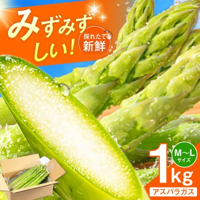 採れたてを直送!糸島野菜 アスパラガス 1kg (M-Lサイズ) / しろファーム [AHQ001]