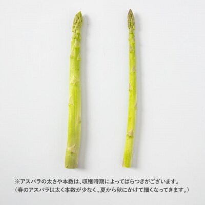 採れたてを直送!糸島野菜 アスパラガス 1kg (M-Lサイズ) / しろファーム [AHQ001]