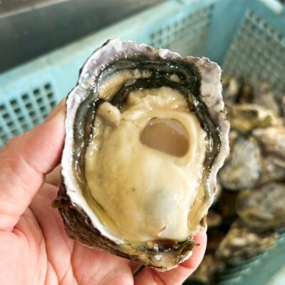 糸島カキのしぐれ煮 3個セット 糸島市 / カキ小屋 住吉丸 [ACJ015]