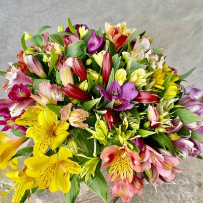 アルストロメリア 切花(色・品種おまかせ) 40センチ20本