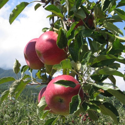 【南信州あじさい農園】葉とらずりんご(紅玉)約4.5kg