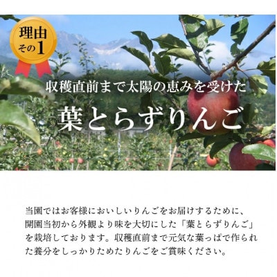 【南信州あじさい農園】葉とらずりんご(紅玉)約4.5kg