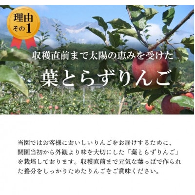 【南信州あじさい農園】葉とらずりんご(紅玉)約9kg