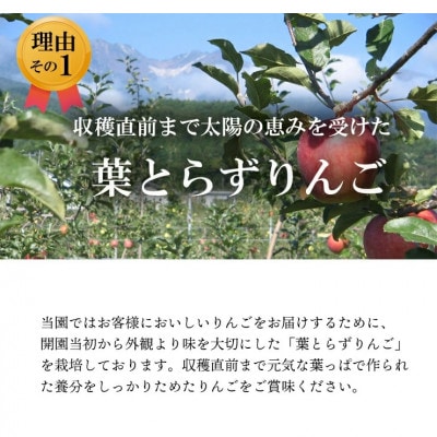 【南信州あじさい農園】葉とらずりんご(スリムレッド)約5kg
