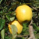 【南信州あじさい農園】葉とらずりんご(はるか)約5kg無袋