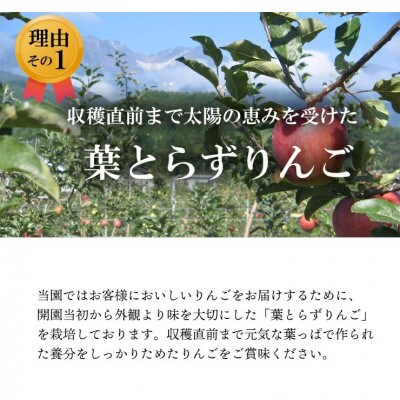 【南信州あじさい農園】葉とらずりんご(サンふじ)約5kg家庭用