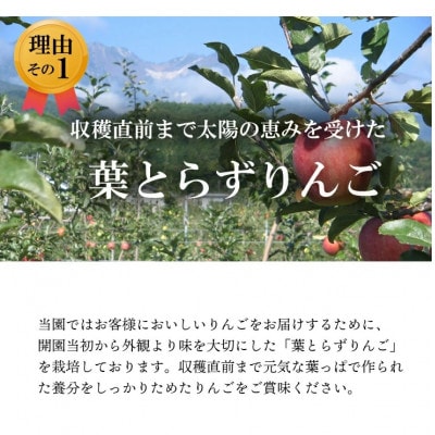 【南信州あじさい農園】葉とらずりんご(サンふじ)約15kg家庭用