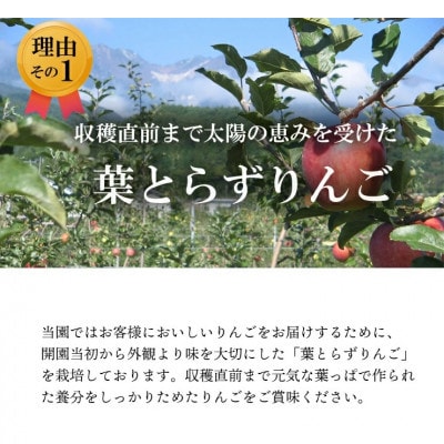 【南信州あじさい農園】葉とらずりんご(はるか)約10kg無袋