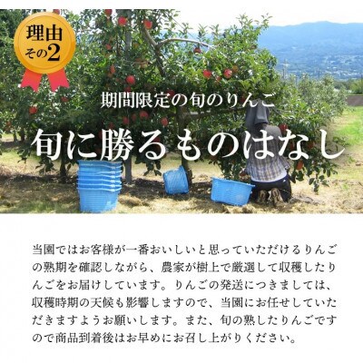 【南信州あじさい農園】葉とらずりんご(はるか)約10kg無袋