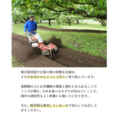 【桃沢晴香園】にっこり梨 約5kg(7玉)