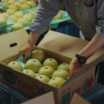 二十世紀梨贈答品 計5kg(9～12玉入り)