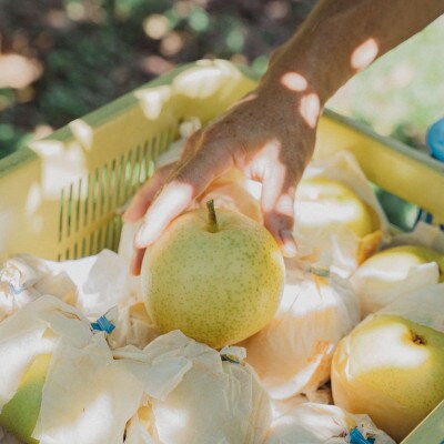 二十世紀梨贈答品 計5kg(13～15玉入り)