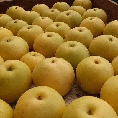 二十世紀梨贈答品 計5kg(13～15玉入り)