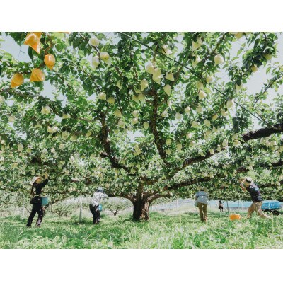 二十世紀梨贈答品 計5kg(13～15玉入り)