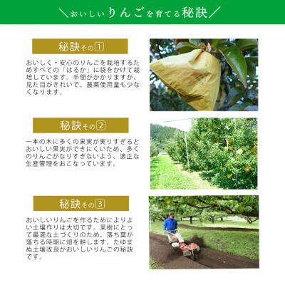 【桃沢晴香園】はるか(りんご)3kg