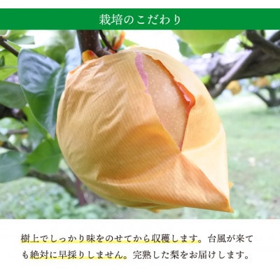 【桃沢晴香園】にっこり梨 約3kg(4玉)