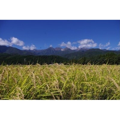 長野県産 越百黄金米(精米)5kg