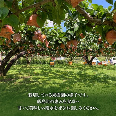 南水 5kg 長野県飯島町産