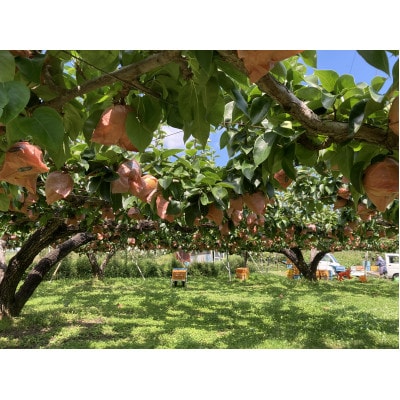 梨農家BEAR's PEAR の梨ジュース　250ml×8本