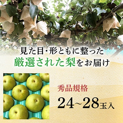 二十世紀梨 9kg(秀24～28玉)