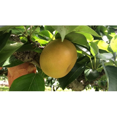南水梨 4.5kg(秀10～12玉)