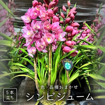 シンビジューム【5本立ち】
