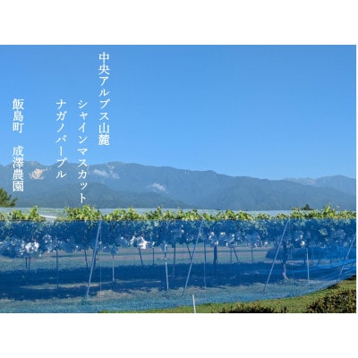 中央アルプス山麓のシャインマスカット　800g