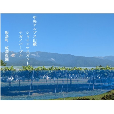 中央アルプス山麓のナガノパープル　800g