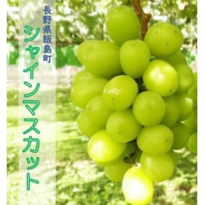 中央アルプス山麓のシャインマスカット　約1kg