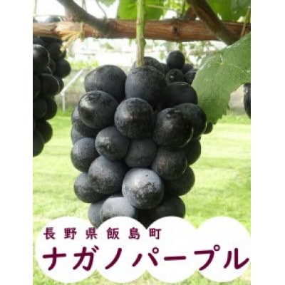 中央アルプス山麓のナガノパープル　約1kg