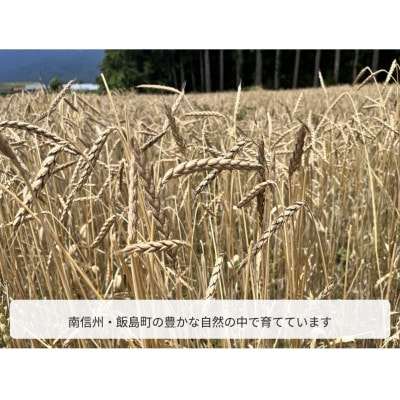 スペルト小麦精製粉