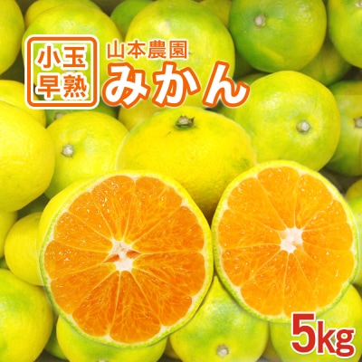 山本農園の小玉早熟みかん 5kg　L71
