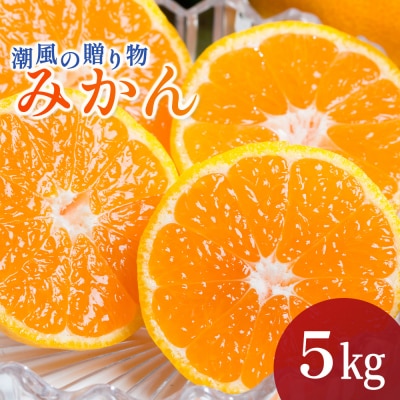 潮風の贈り物 みかん5kg　L19