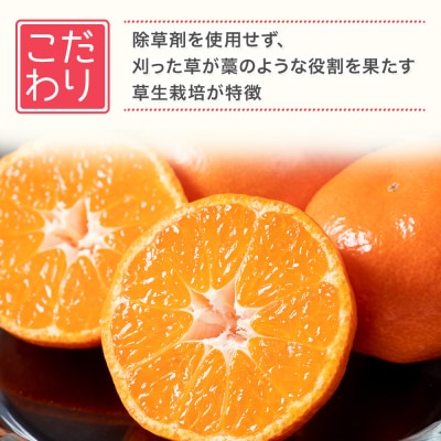 新宮みかん園 紅みかん5kg　N59