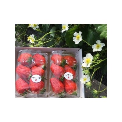 太良町産「かおりの」 生産者直送!朝採り苺!大粒2P　L15