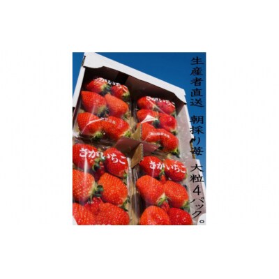 太良町産「かおりの」 生産者直送!朝採り苺!大粒4P　N88