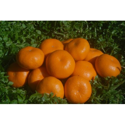 果樹園みかんの木の蔵出しみかん5kg　N24