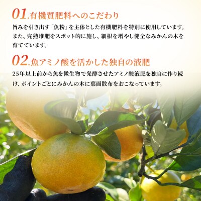 果樹園みかんの木の蔵出しみかん5kg　N24