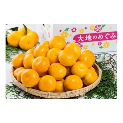 大鋸農園の甘果坊(小玉) 5kg　LB8