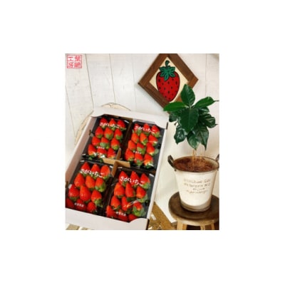太良町産「かおりの」 生産者直送!朝採り苺!ソフトパック4P　NB5