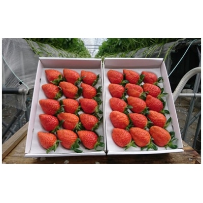 太良町産「かおりの」定期便4回コース 生産者直送!朝採り苺!　R28