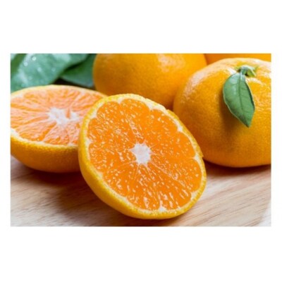 大鋸農園の甘果坊 10kg【2回定期便】　P81